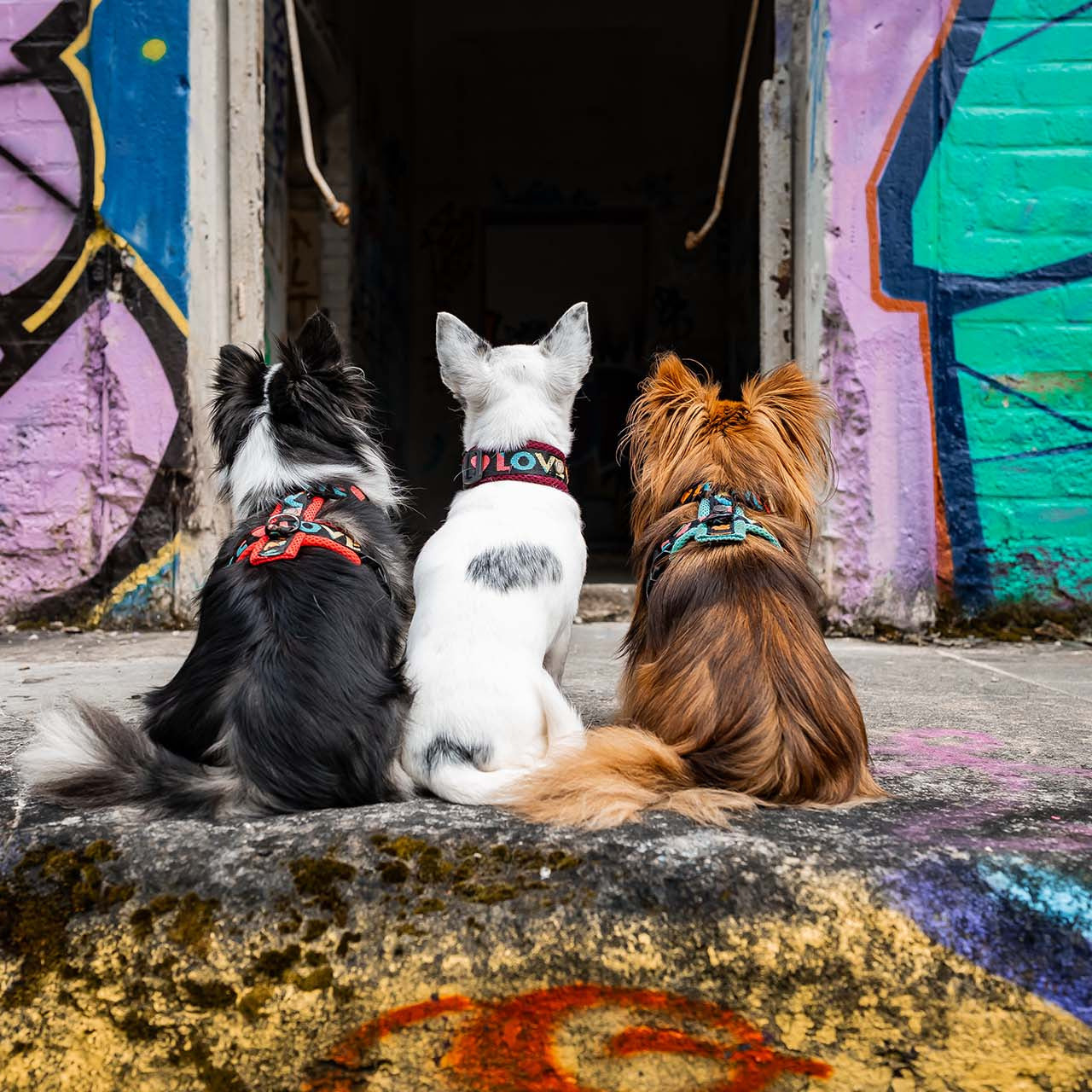 Geschirr Love 2cm kleine Hunde
