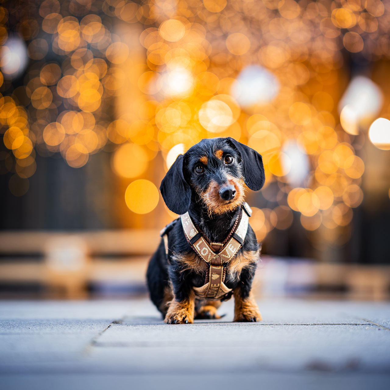 Advent Calendar Frenchie/ M-XL