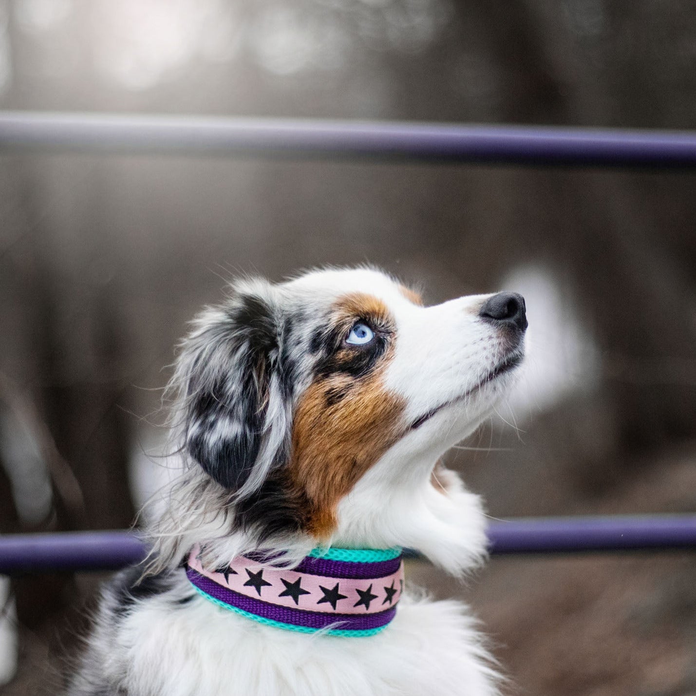 Hug-It Air Mesh Collar 5cm