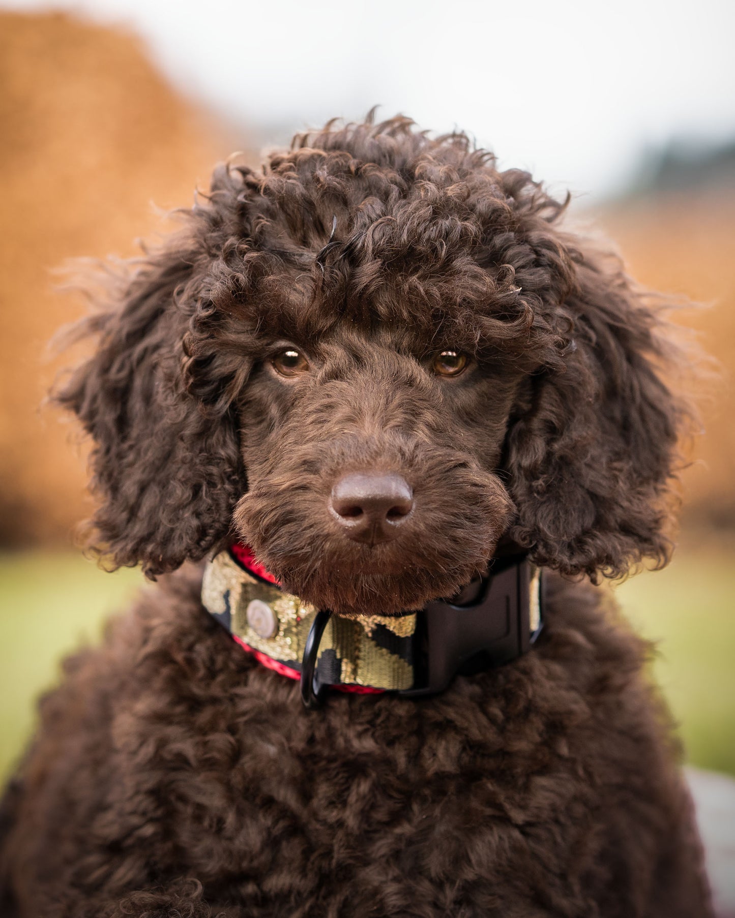 Air Mesh Halsband 5cm Camouflage - kleine Hunde