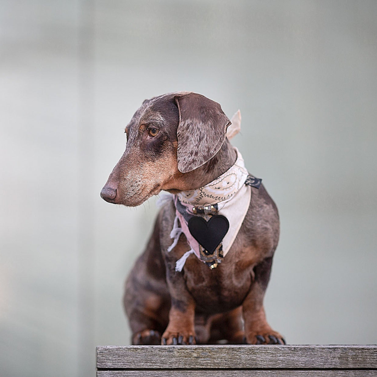Poshy Paisley Bandana - Flieder- Grau Pali- Herz