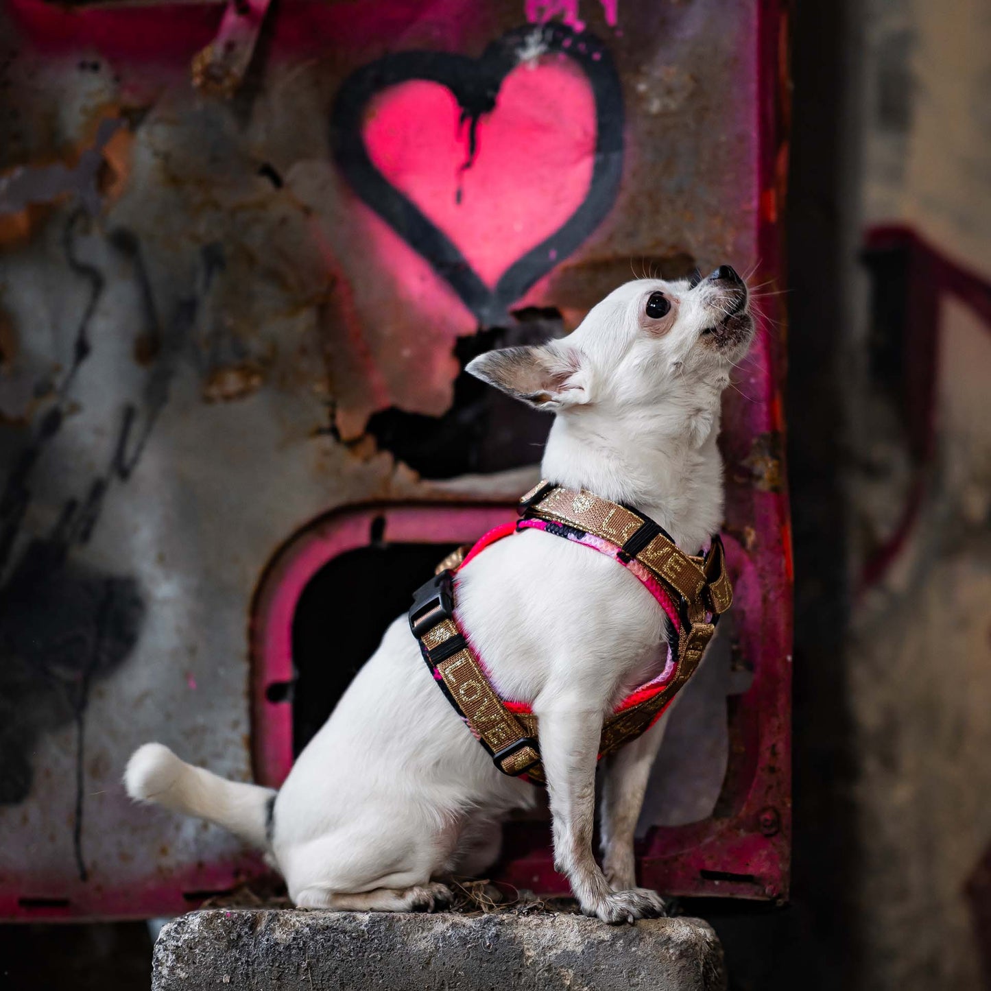 Doppel X Geschirr ab XXS Love 2cm Gurtband - kleine Hunde