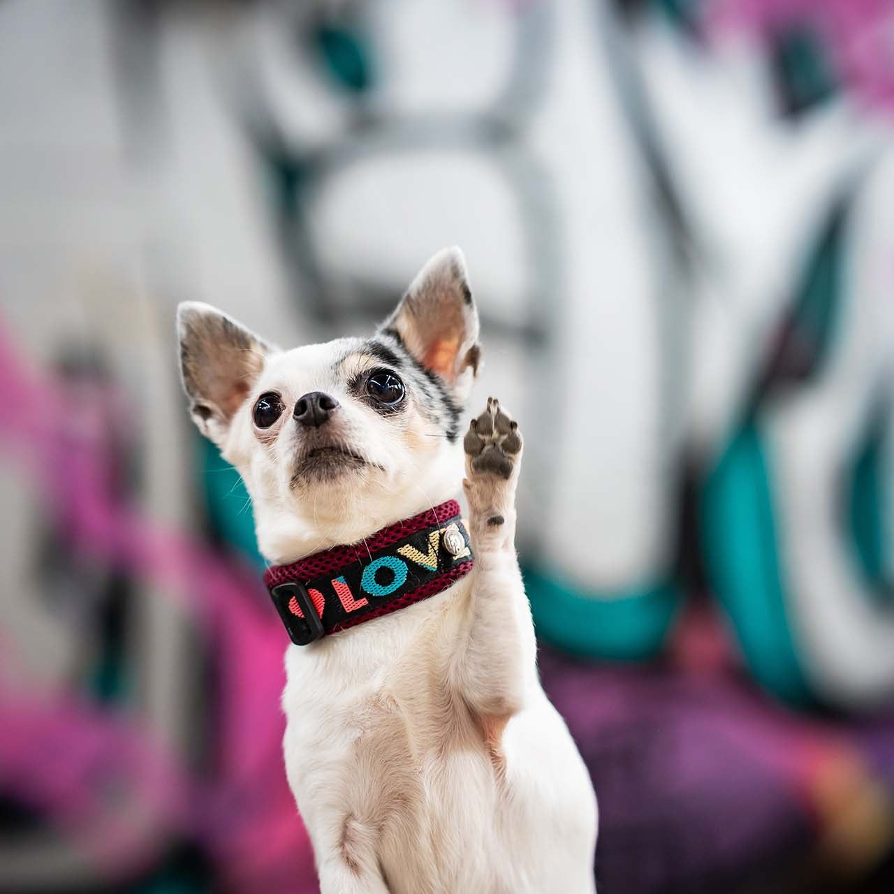 Air Mesh Halsband Love 2cm kleine Hunde