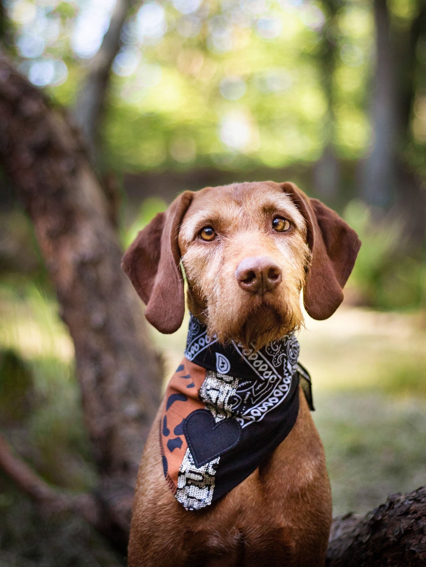 Poshy Paisley Bandana - Rosa-PaliSchwarz-Smiley