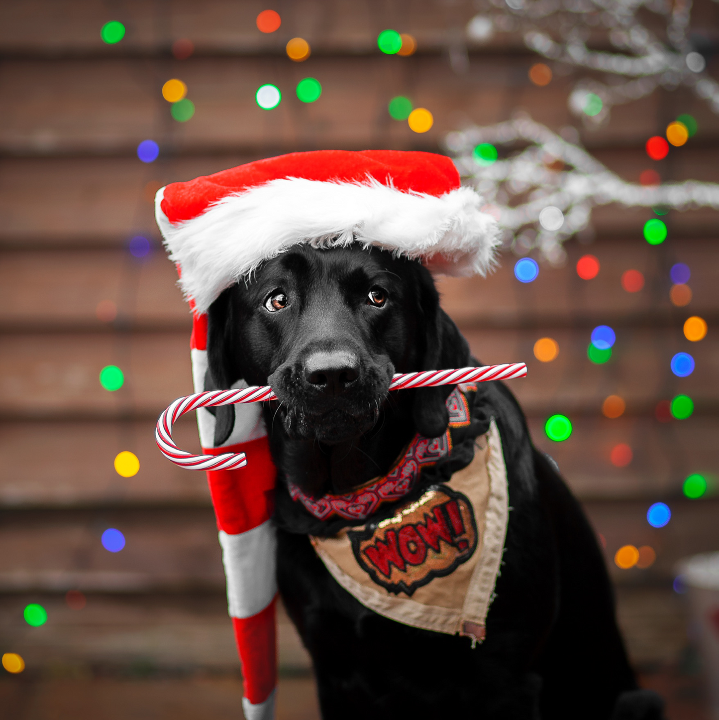 Advent Calendar Frenchie/ M-XL