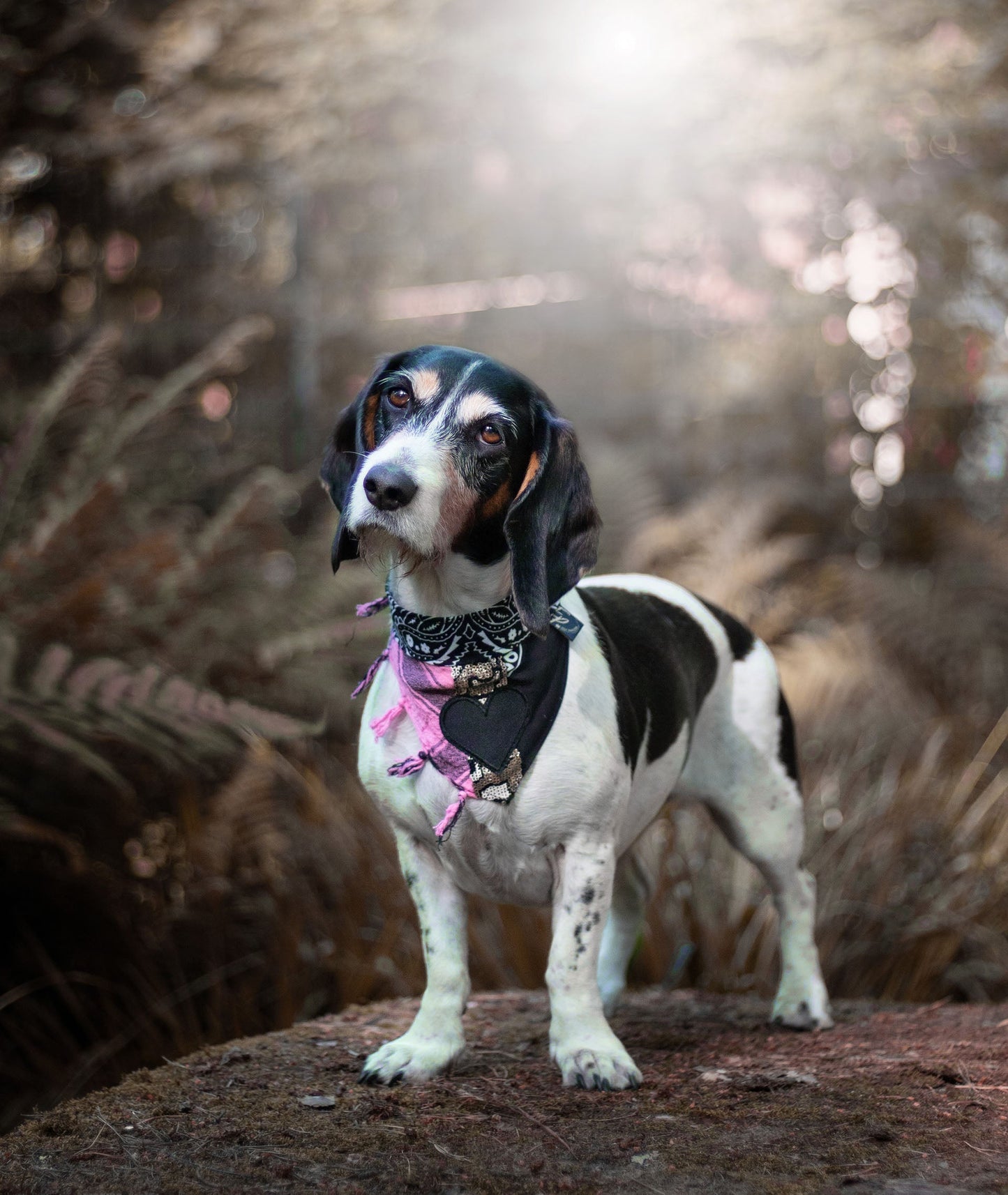 Poshy Paisley Bandana - Rosa-PaliSchwarz-Smiley
