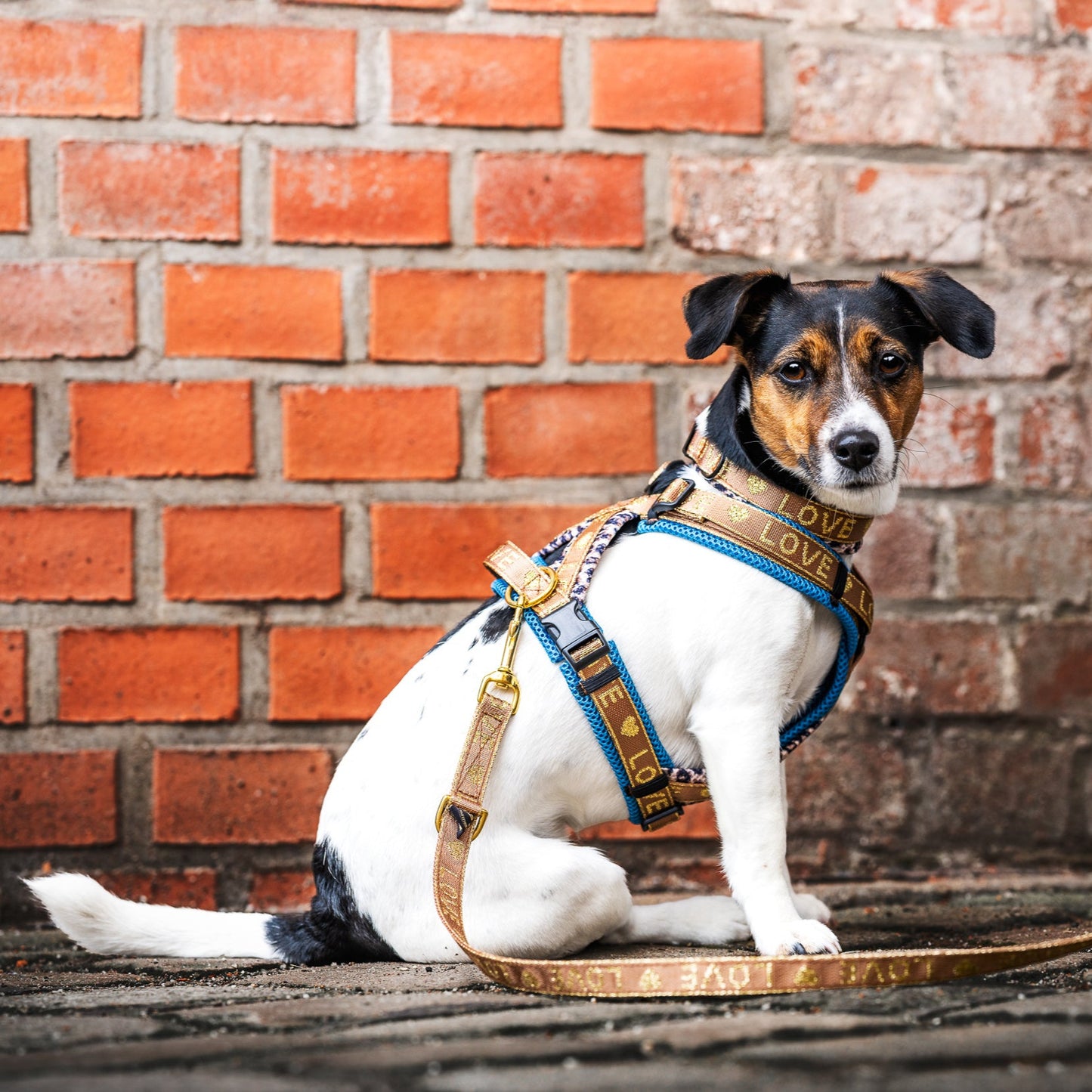 Doppel X Geschirr ab XXS Love 2cm Gurtband - kleine Hunde