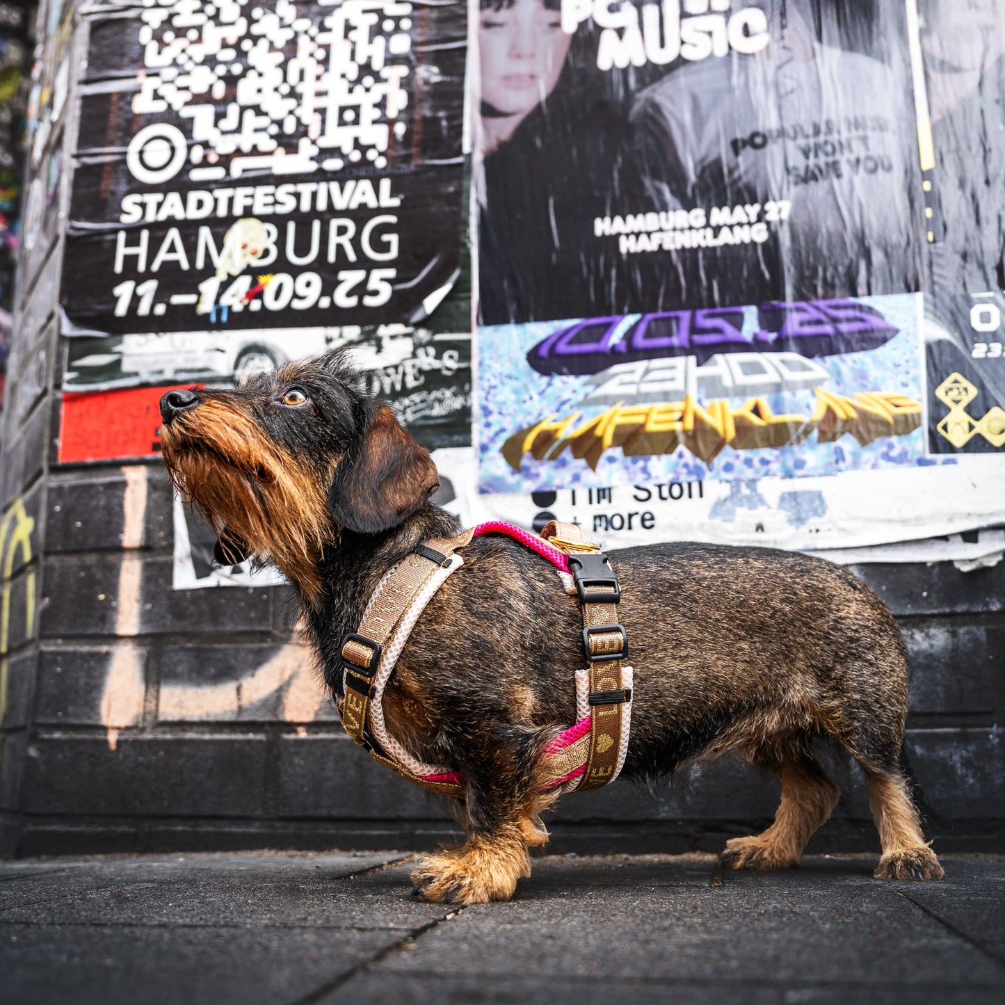 Doppel X Geschirr ab XXS Love 2cm Gurtband - kleine Hunde