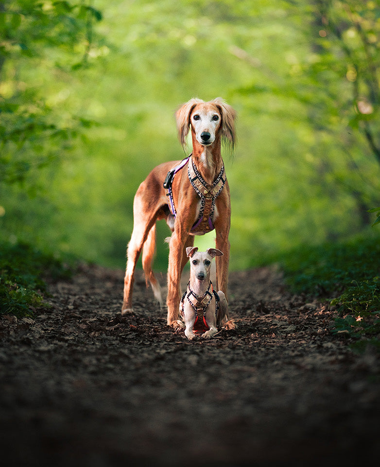 Windhunde