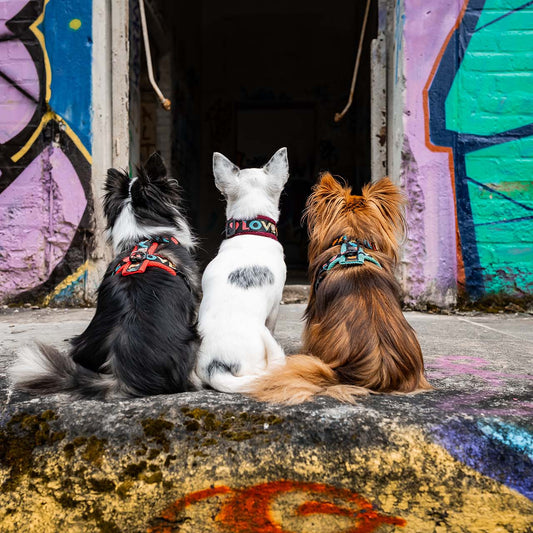 Geschirr Love 2cm kleine Hunde