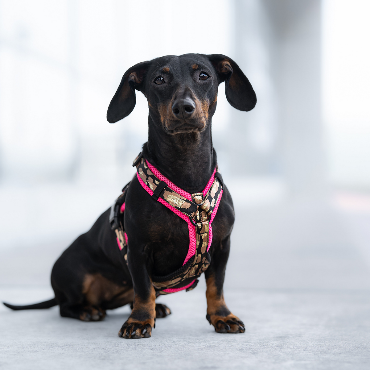 Doppel X Harness from XXS Love 2cm Webbing - Small Dogs