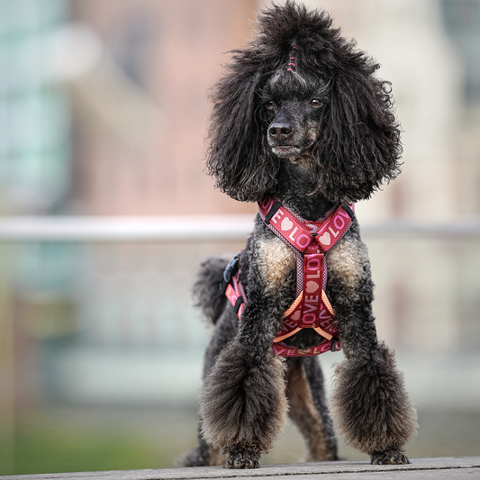 Double X Harness XS/S - S/M - Love
