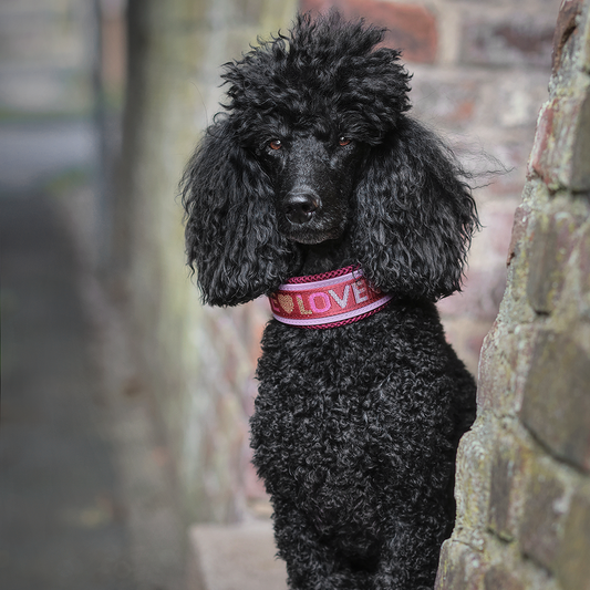 Biothane Halsband breit - Love