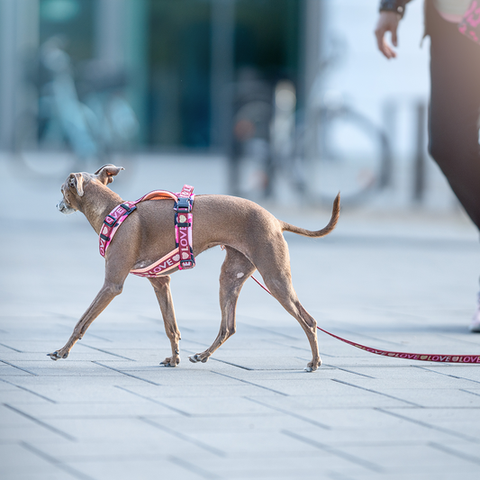 Windhundegeschirr für kleine Windhunde ab XXS