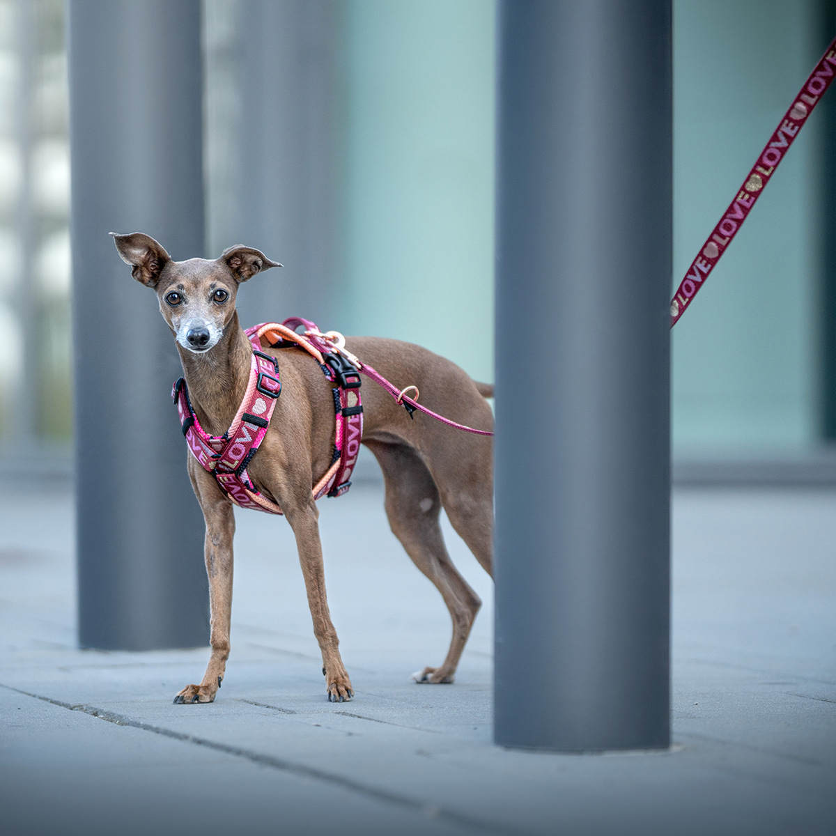 Windhundegeschirr für kleine Windhunde ab XXS