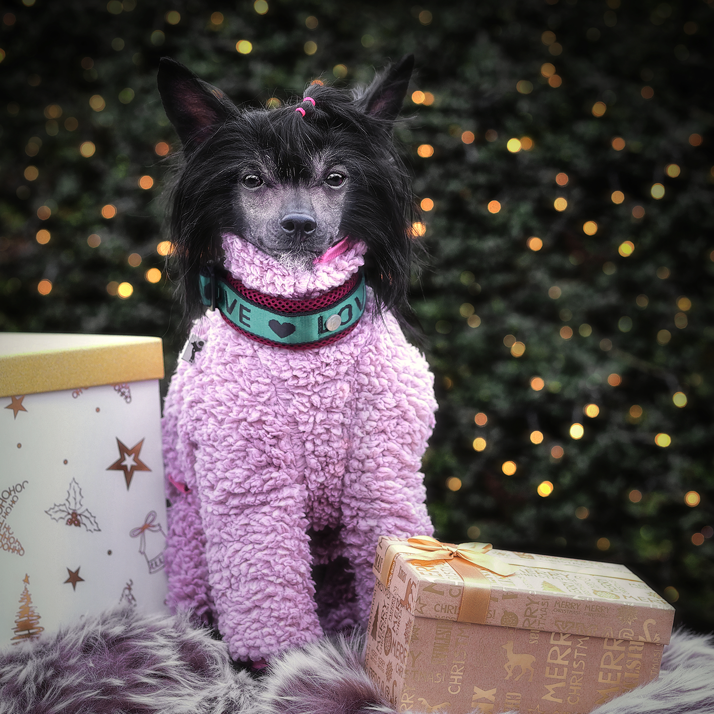 Advent Calendar Frenchie/ M-XL