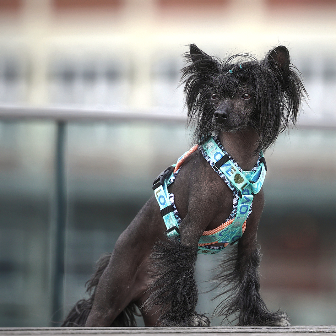 Doppel X Geschirr ab XXS  2cm Gurtband -  kleine Hunde