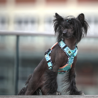 Doppel X Geschirr ab XXS  2cm Gurtband -  kleine Hunde