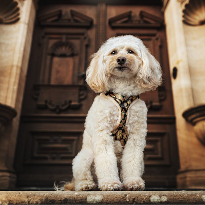 Doppel X Harness from XXS Love 2cm Webbing - Small Dogs