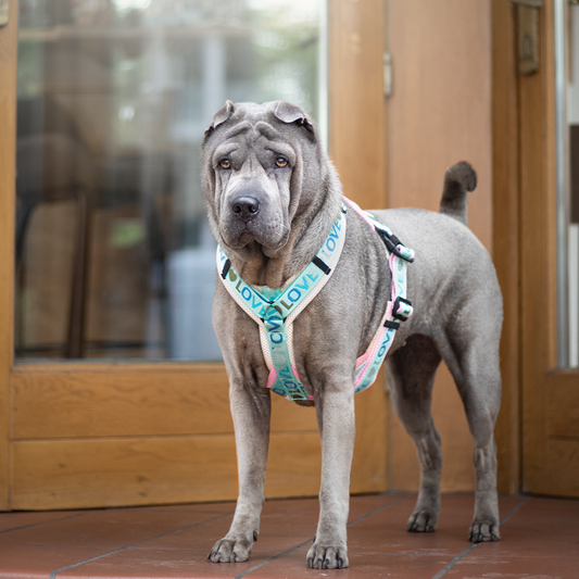 Double X Harness M-XL - Love