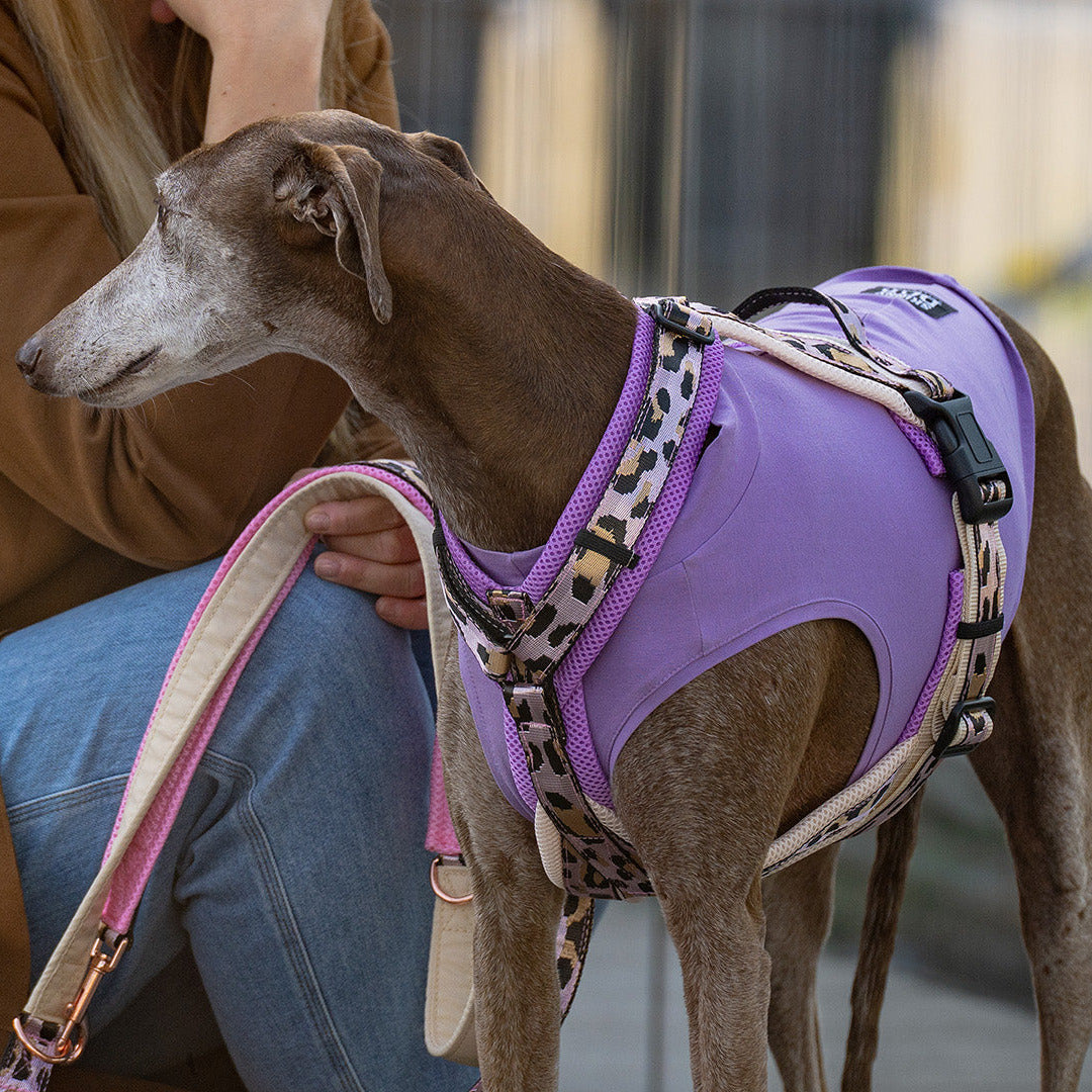 Windhundgeschirr  SM-XL  - Leopard