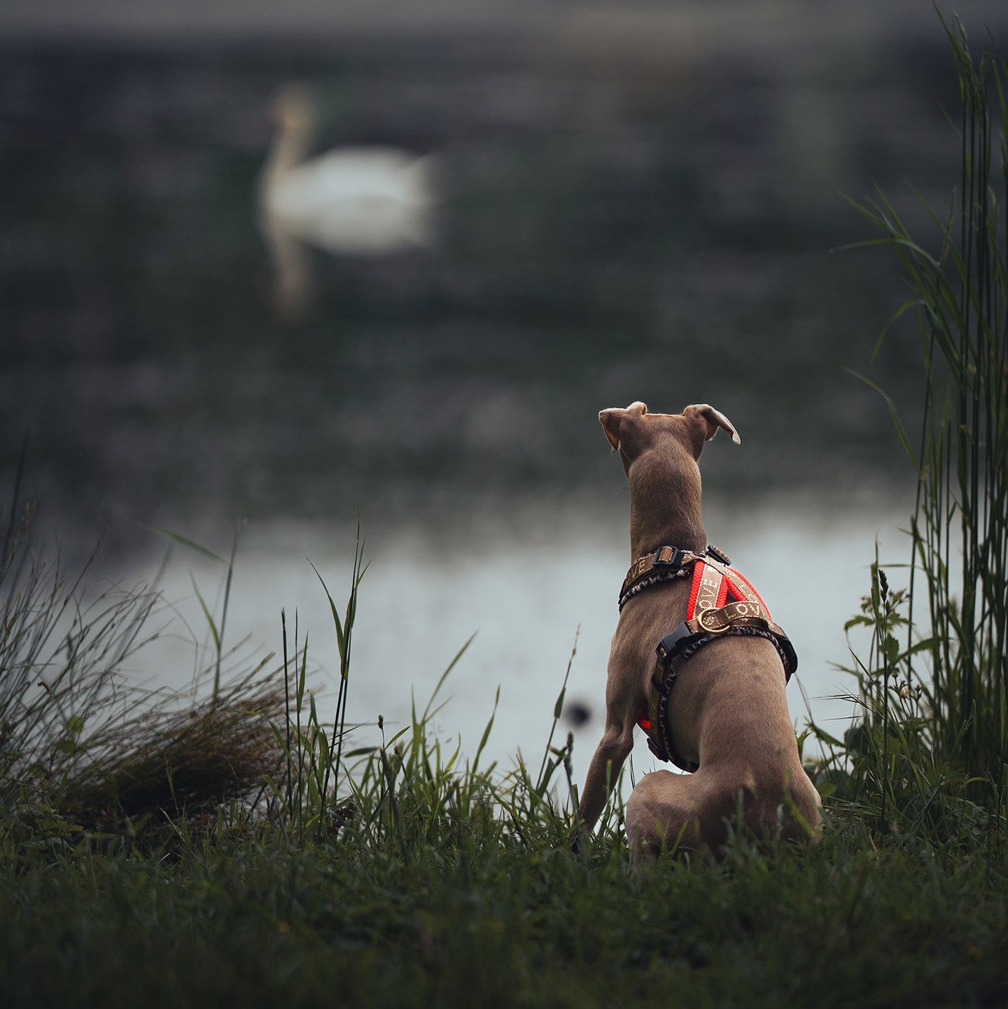 Windhundegeschirr für kleine Windhunde ab XXS