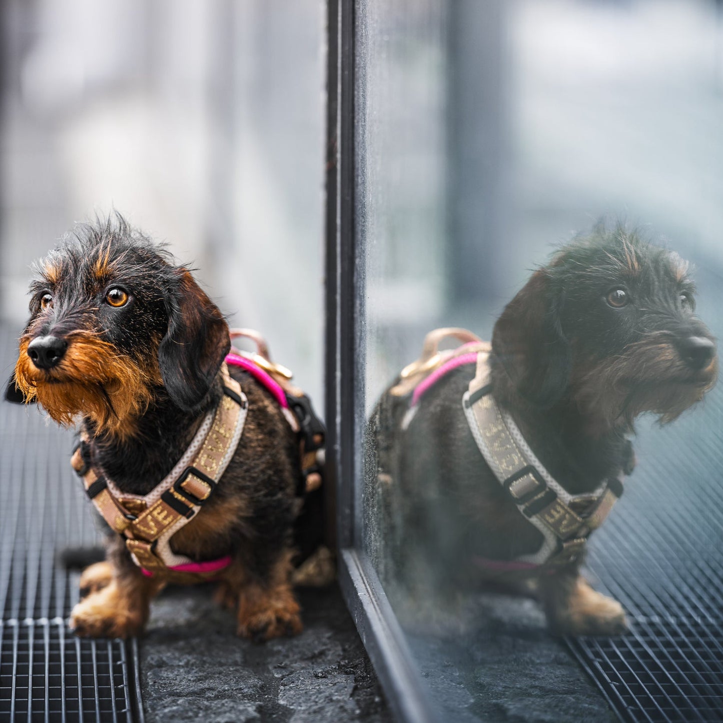 Doppel X Geschirr ab XXS Love 2cm Gurtband -  kleine Hunde
