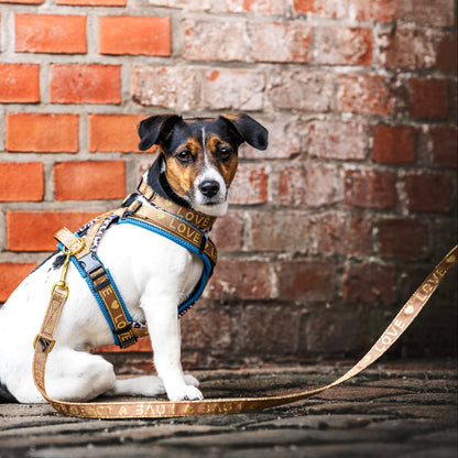 Leine Love kleine Hunde bis 10 kg