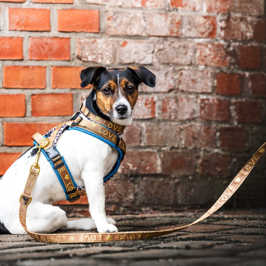 Leine Love kleine Hunde bis 10 kg