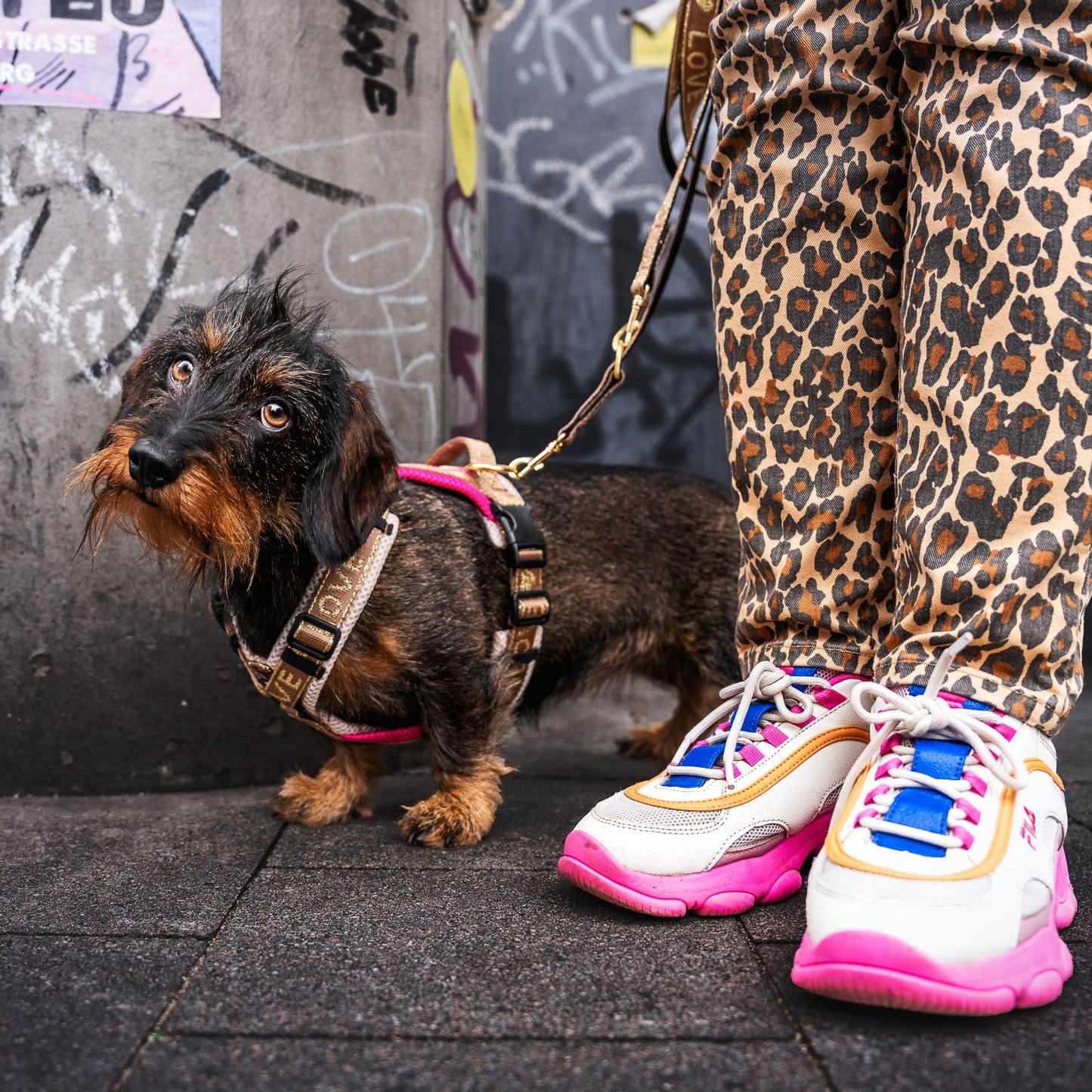 Leine Love kleine Hunde bis 10 kg