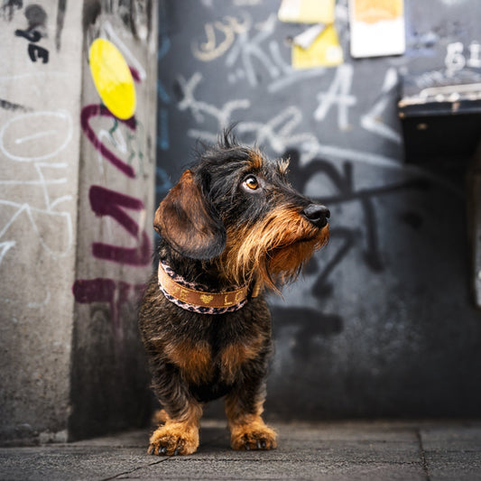 Air Mesh Halsband Love 2cm kleine Hunde