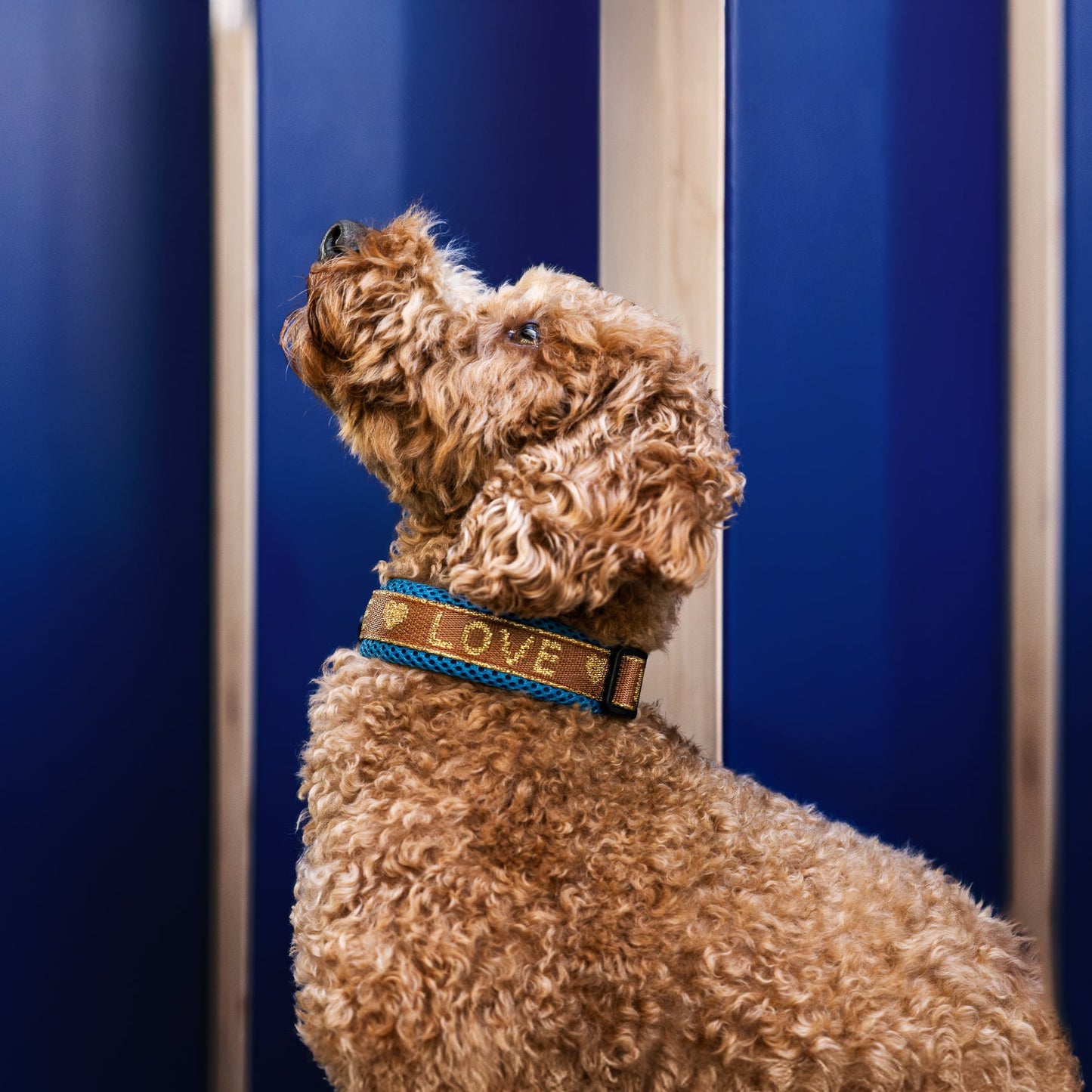 Air Mesh Halsband Love 2cm kleine Hunde