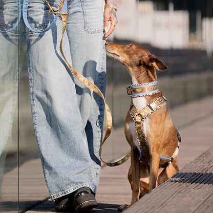 Windhundgeschirr SM-XL - Love