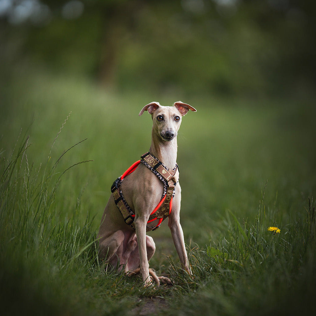 Windhundegeschirr für kleine Windhunde ab XXS