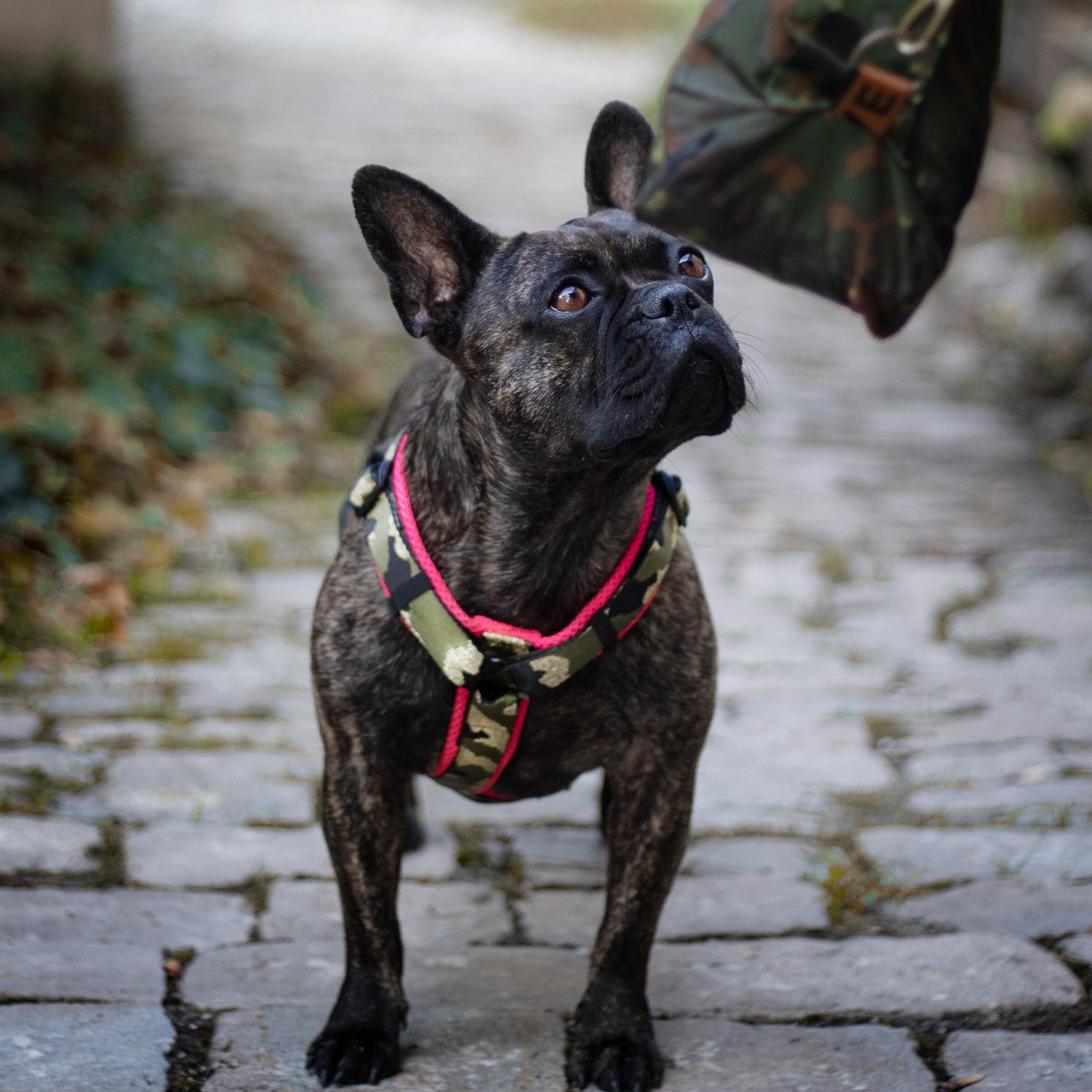 Metallic Camou Harness 2,5 cm - French Bulldog