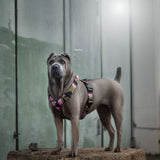 Metallic Camou Geschirr M